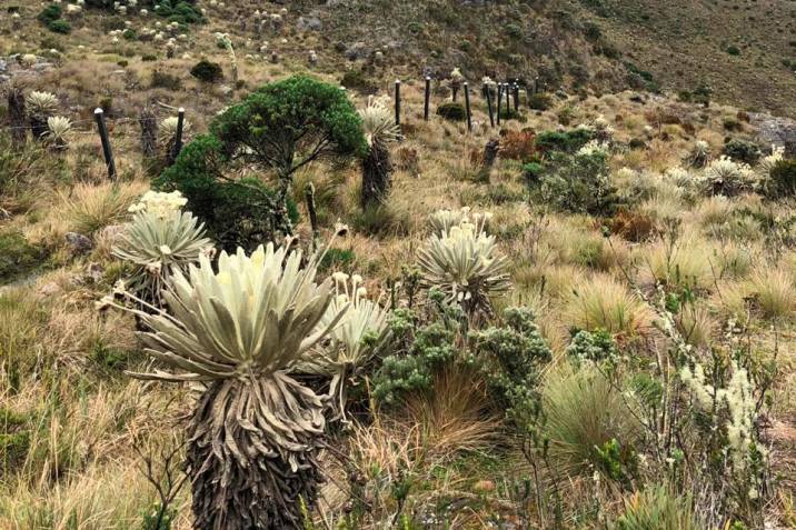 Travesía al corazón del Páramo de Santurbán en Santander